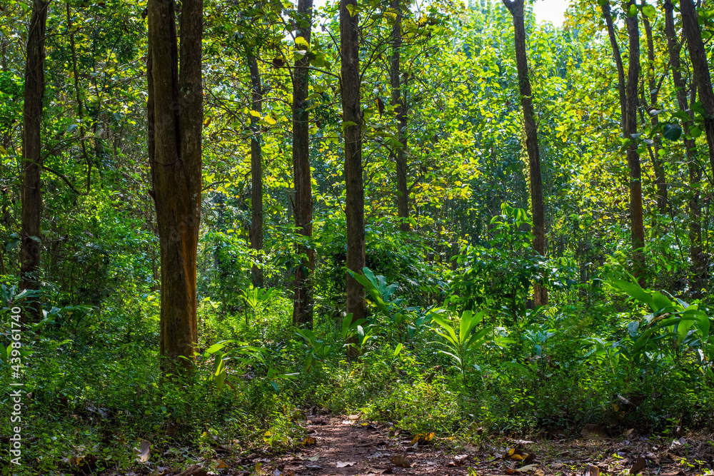 Fototapeta premium Teak tree in the teak forest in East Java, Malang