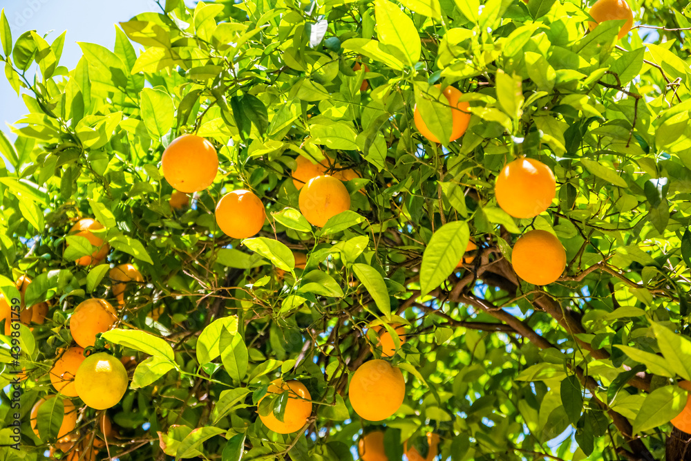 Oranges on the trees in Valencia, Spain