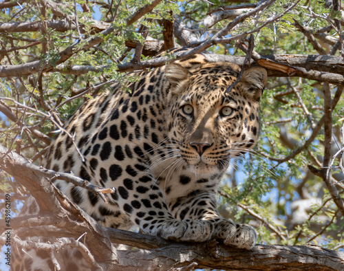 leopard in the tree