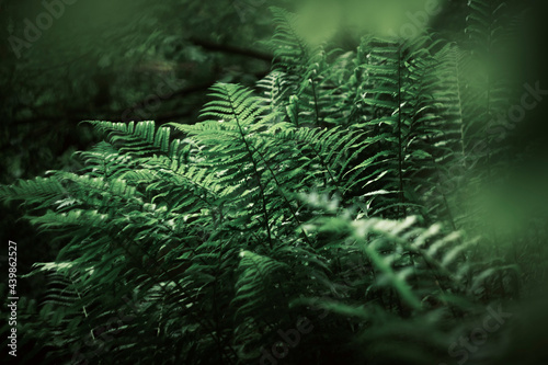 Moody green fern forest detail with beautiful background in France