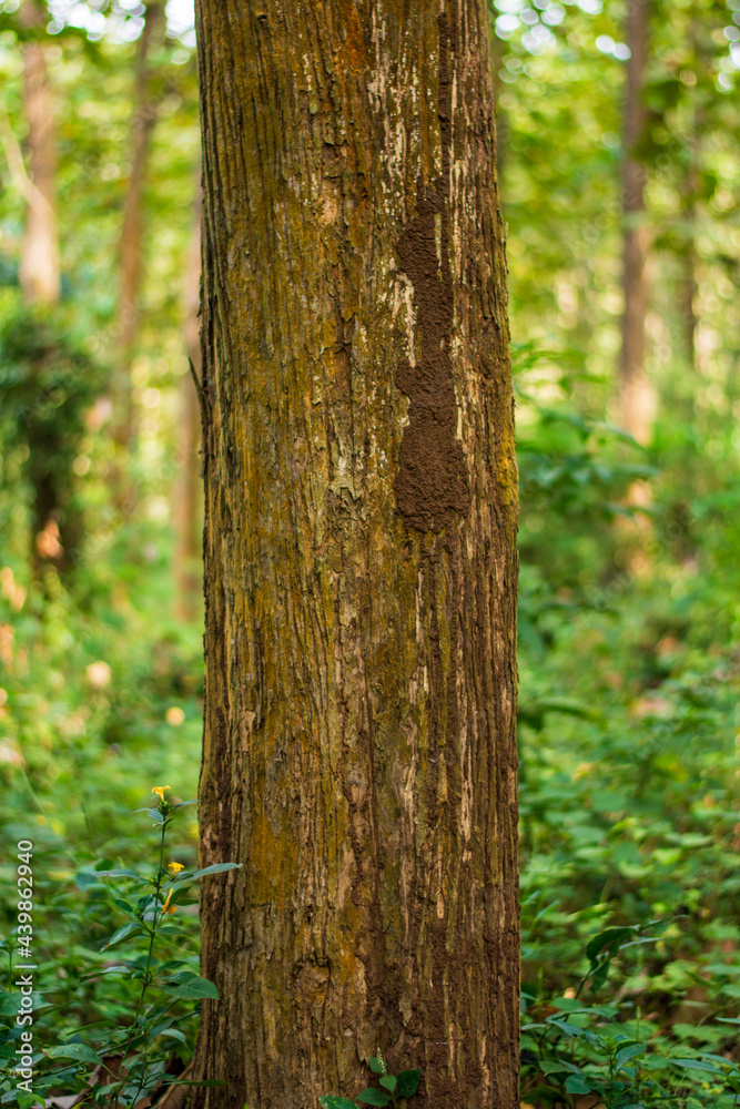 Teak tree in the teak forest in East Java, Malang