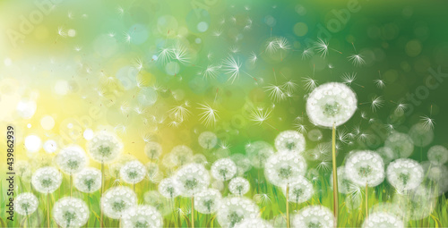 Vector spring bokeh background with white dandelions.