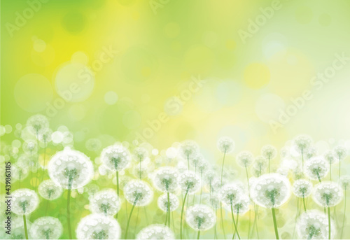 Vector spring bokeh background with white dandelions. White dandelions meadow.