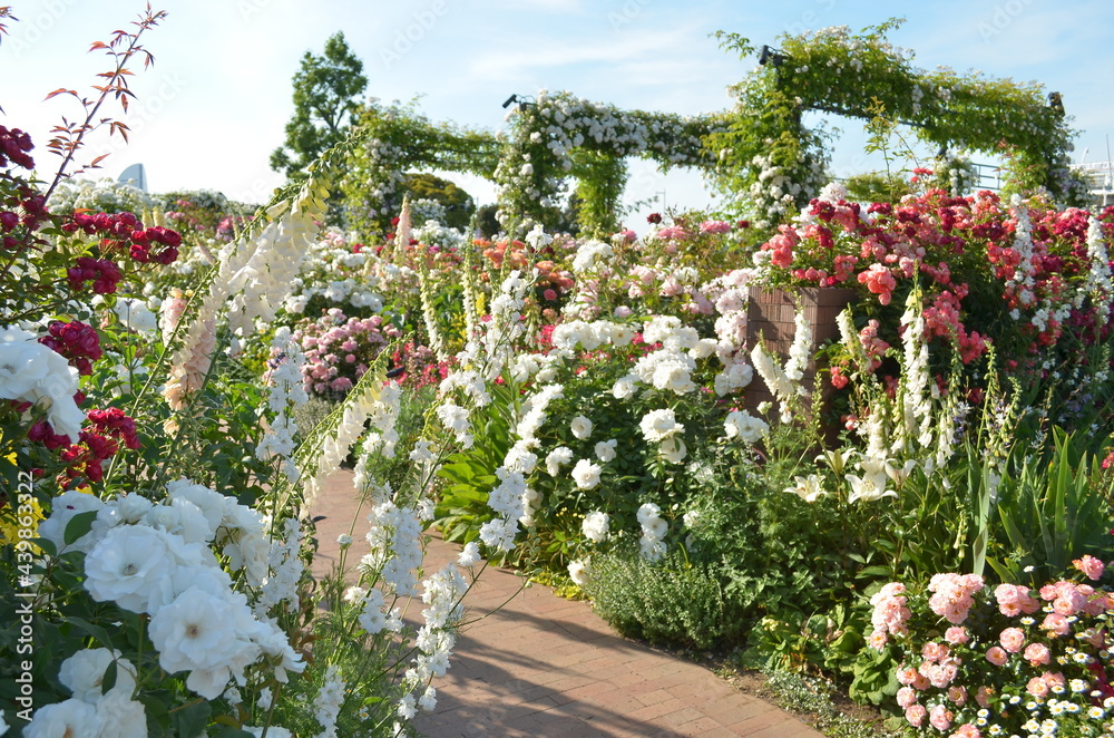 Fototapeta premium 咲き誇る花園