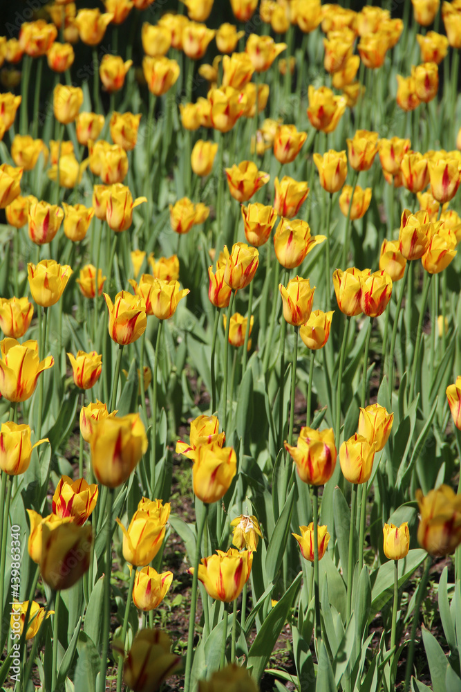 Large yellow tulips in a city flowerbed Large yellow tulips in a city flowerbed