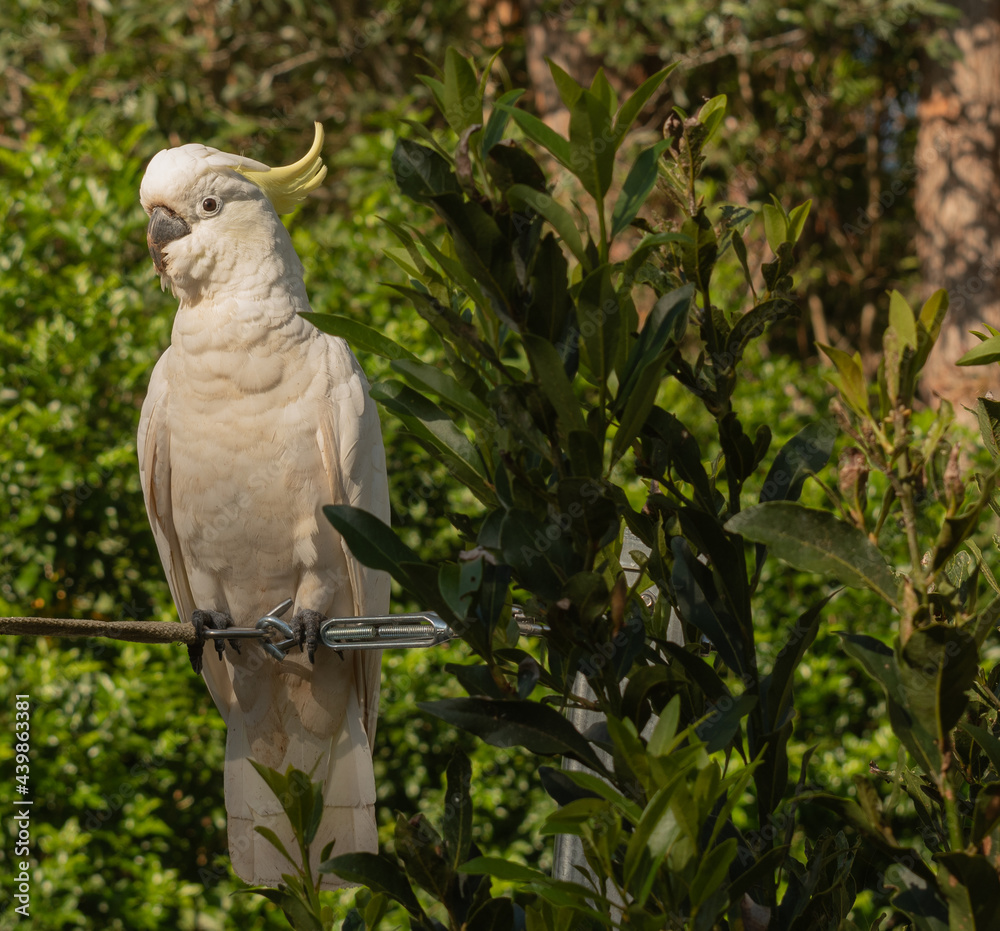 white parrot on a branch