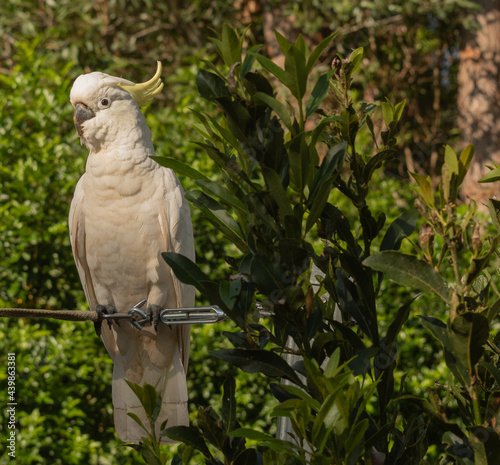 white parrot on a branch