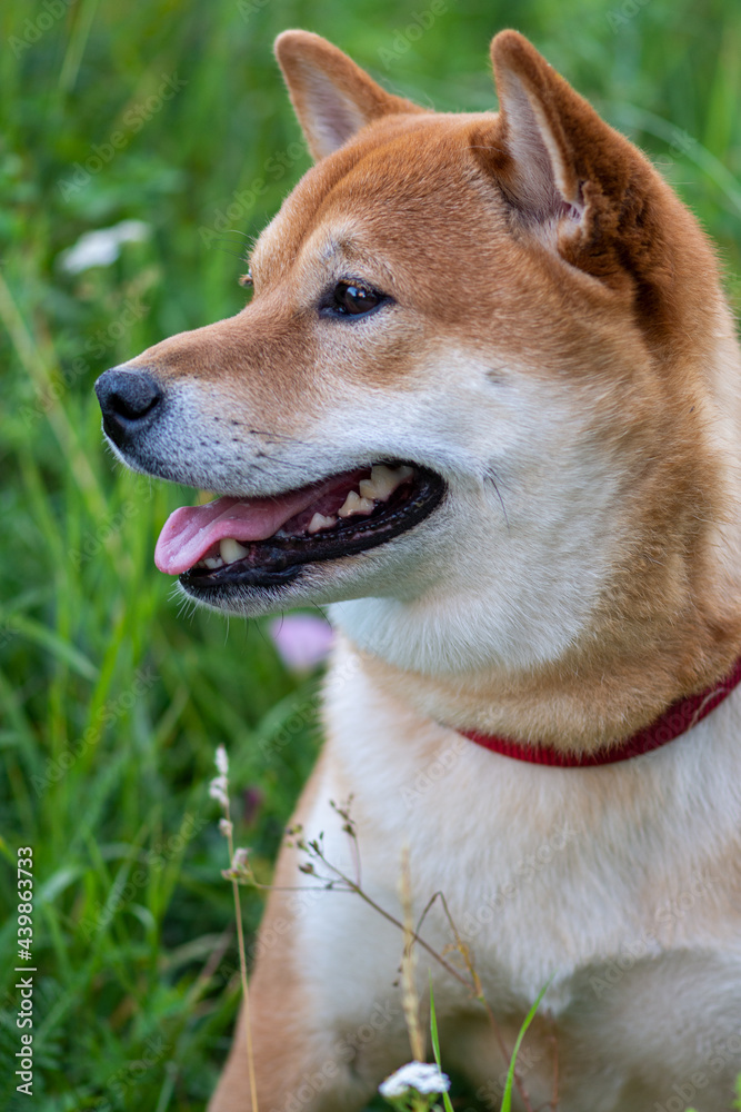 Portrait of a cute Japanese dog Shiba Inu on a background of green grass.