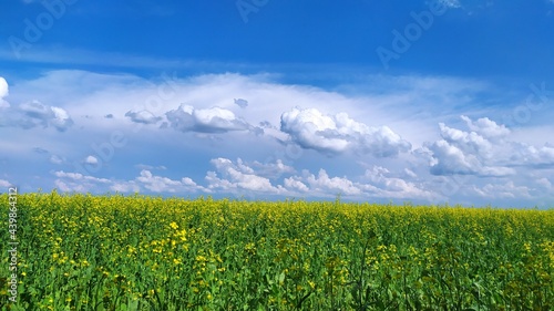 Поле, небо, горизонт, облака, цветы , обои
