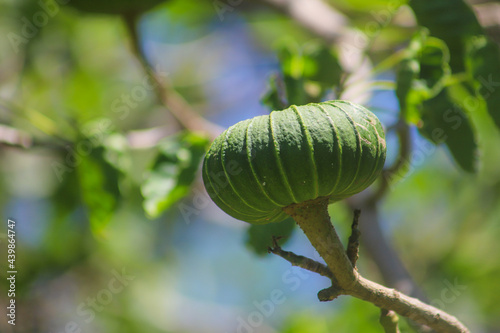 Green Hura crepitans fruit on the tree in a foreground with unfocused background photo