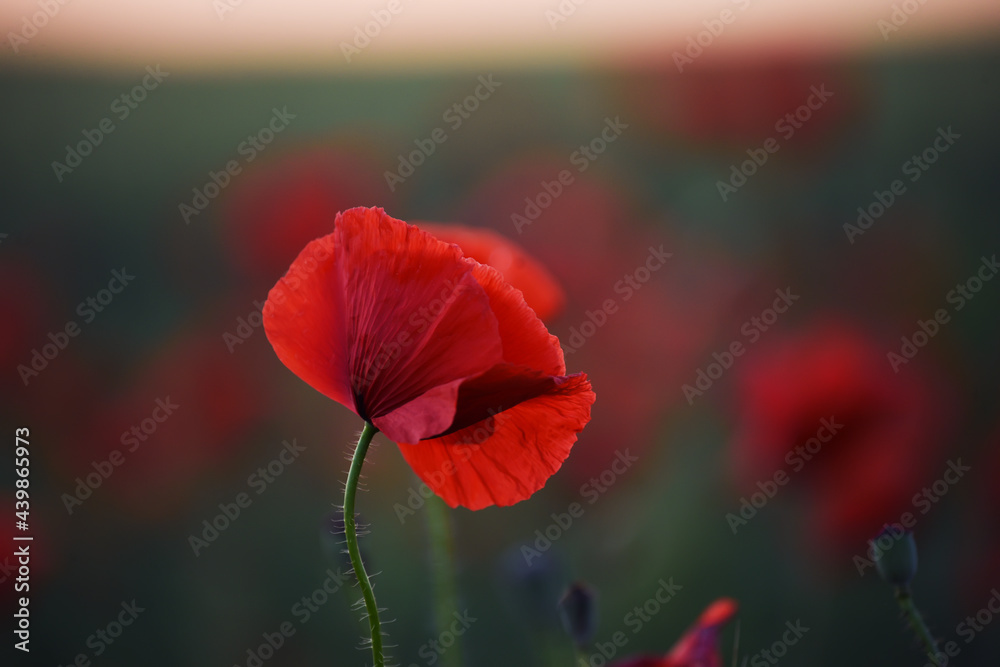 Red poppy flower in the field at evening twilight at sunset. Close-up, selective focus.
