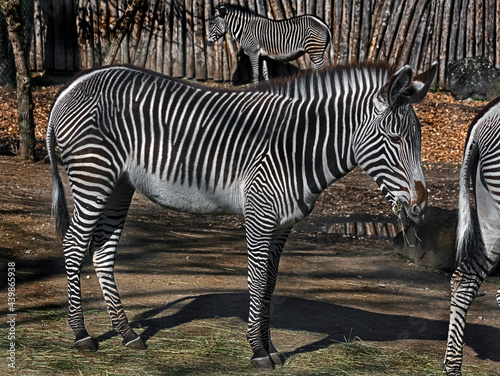 Grevy s zebra in its enclosure. Latin name - Equus grevyi 
