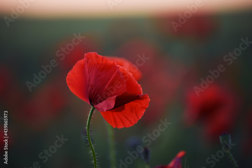 Red poppy flower in the field at evening twilight at sunset. Close-up, selective focus. 