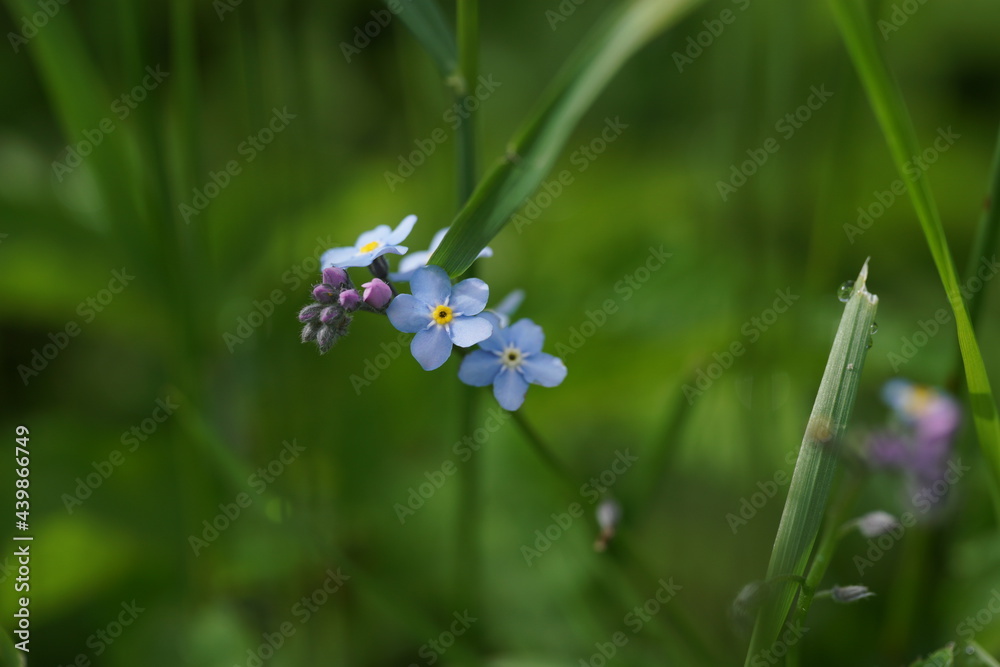 forget me not, green background, spring forget me not, green background, spring