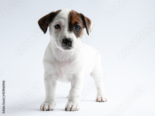 jack russell terrier puppy © psyhodivka