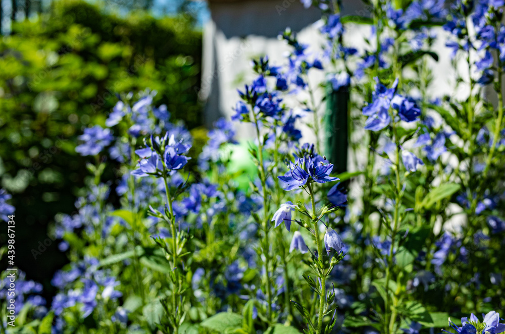 veronica austriaca royal blue veronica austriaca royal blue