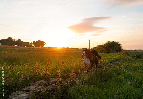 Walking the dog at sunset in the field