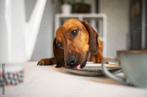 Funny dachshund dog eats from a plate on the kitchen table while no one sees.