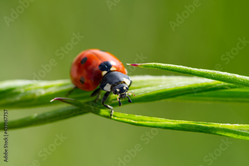 ladybird at morning on green leaf. close-up