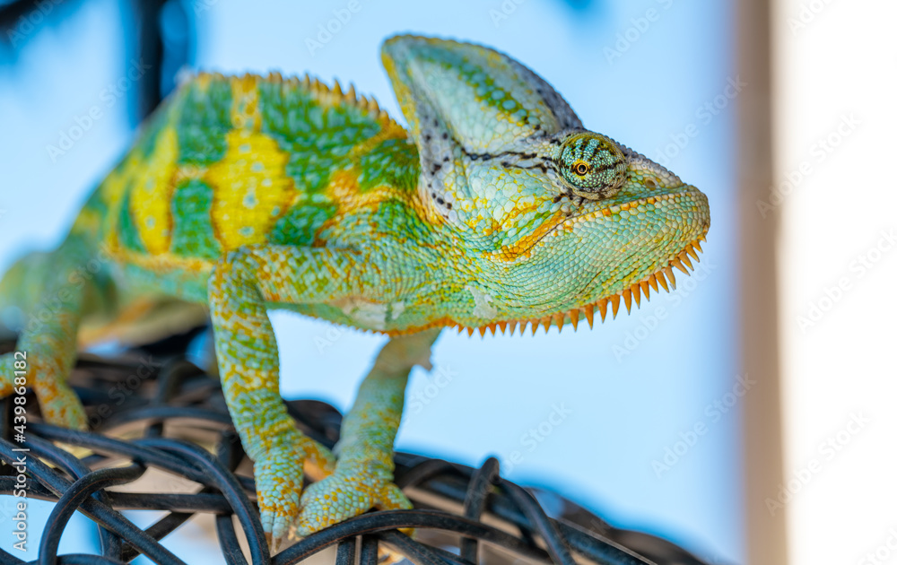 Naklejka premium wild green and yellow chameleon lizard outdoor