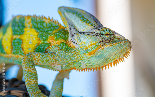 wild green and yellow chameleon lizard outdoor