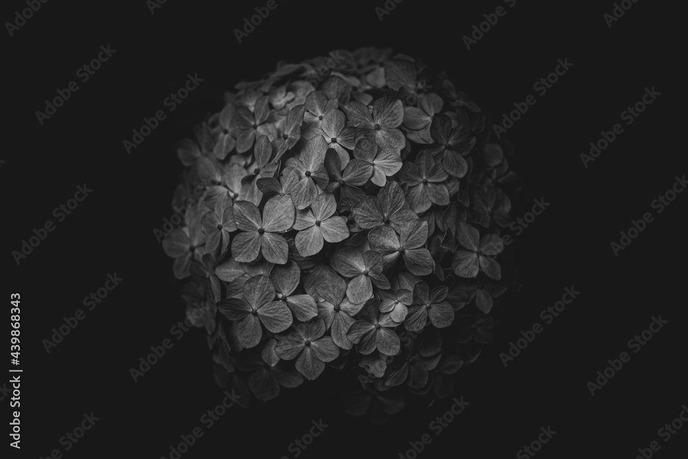 暗闇に浮き上がる紫陽花_モノクロ 暗闇に浮き上がる紫陽花_モノクロ