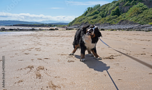 Bernese Mountain Dog shaking off sand on the beach 