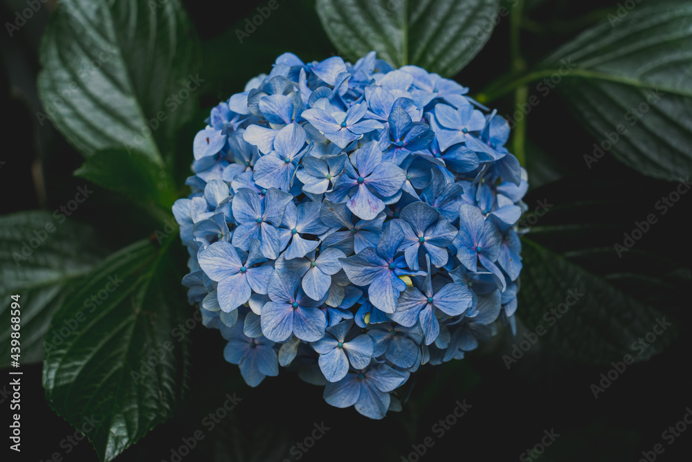 Obraz premium 満開の紫陽花、高幡不動尊にて