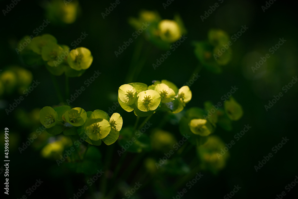 Almond spurge flowers bathed in sunlight over dark background Almond spurge flowers bathed in sunlight over dark background
