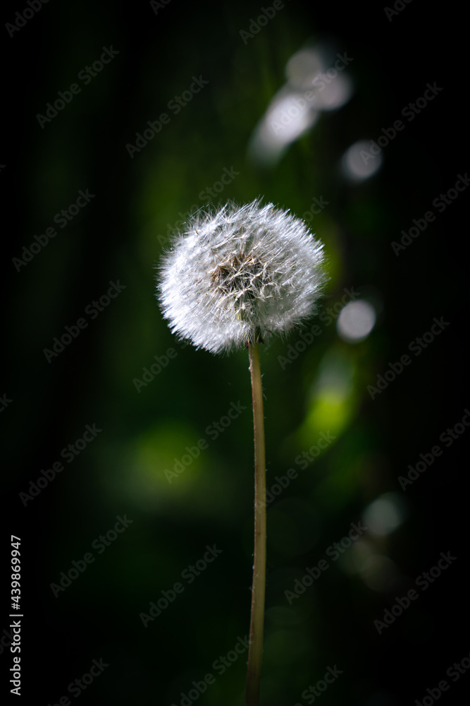 Dandelion in front of a dark background closeup shot Dandelion in front of a dark background closeup shot