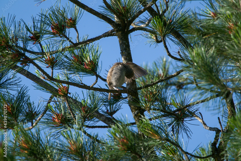 Obraz premium a sparrow perched on a twig from a swiss stone pine