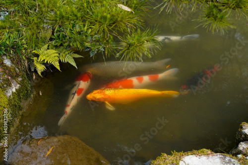 Shorenin Temple in Kyoto. photo