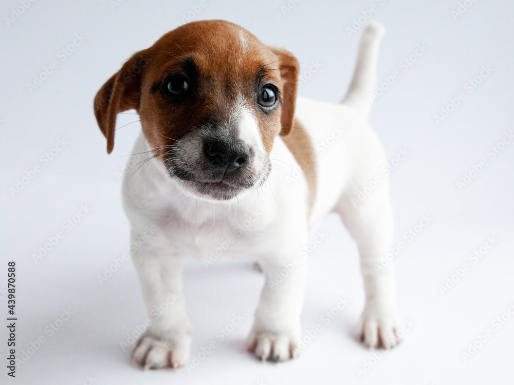 jack russell terrier puppy on white background
