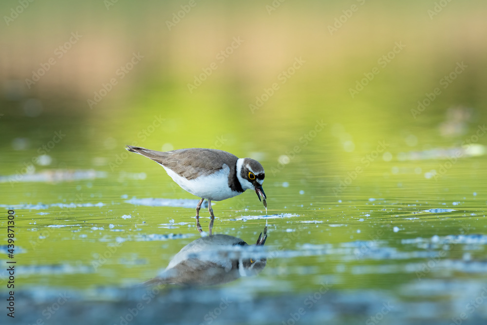 Beautiful nature scene with Little ringed plover (Charadrius dubius). Little ringed plover (Charadrius dubius) in the nature habitat. Beautiful nature scene with Little ringed plover (Charadrius dubius). Little ringed plover (Charadrius dubius) in the nature habitat.