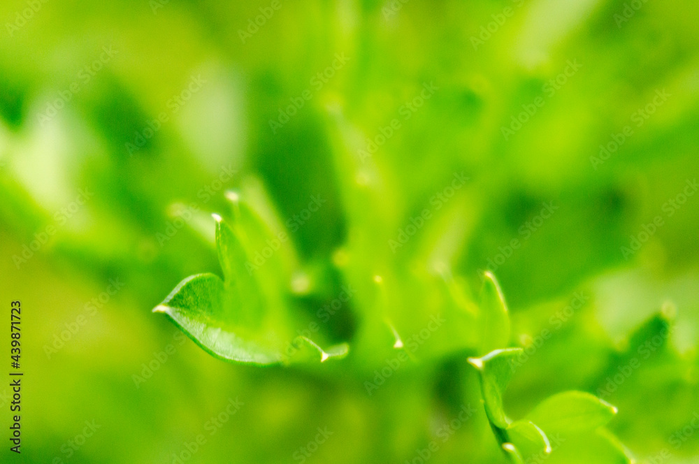 Beautiful green flower spice parsley close-up. macro photo Beautiful green flower spice parsley close-up. macro photo