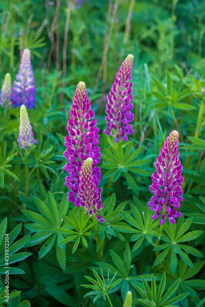Beautiful pink lupine flowers on a green meadow in summer Beautiful pink lupine flowers on a green meadow in summer