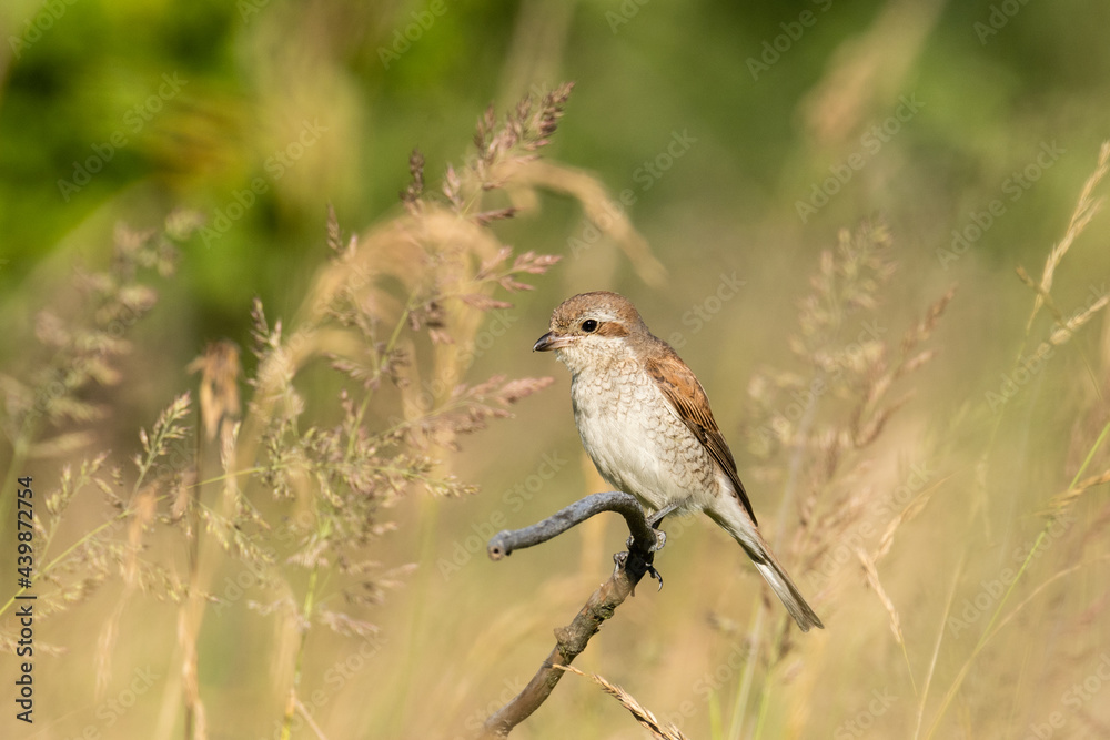 Beautiful nature scene with Red-backed Shrike (Lanius collurio). Red-backed Shrike (Lanius collurio) in the nature habitat. Wildlife shot of Red-backed Shrike (Lanius collurio) on the branch. 