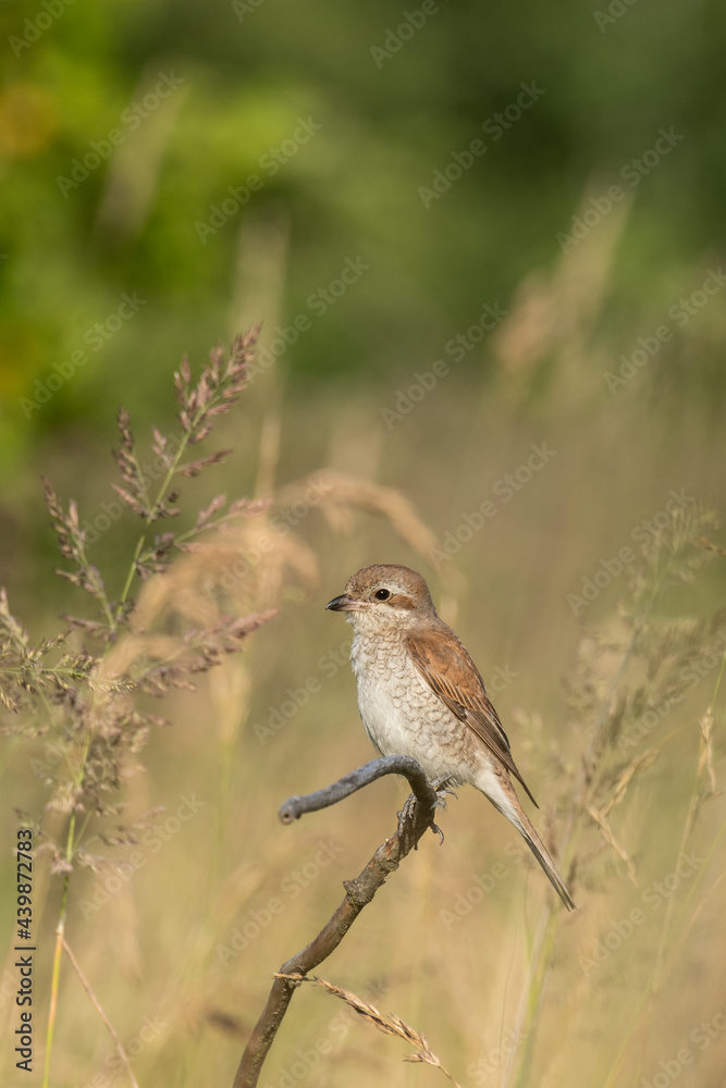 Beautiful nature scene with Red-backed Shrike (Lanius collurio). Red-backed Shrike (Lanius collurio) in the nature habitat. Wildlife shot of Red-backed Shrike (Lanius collurio) on the branch. 