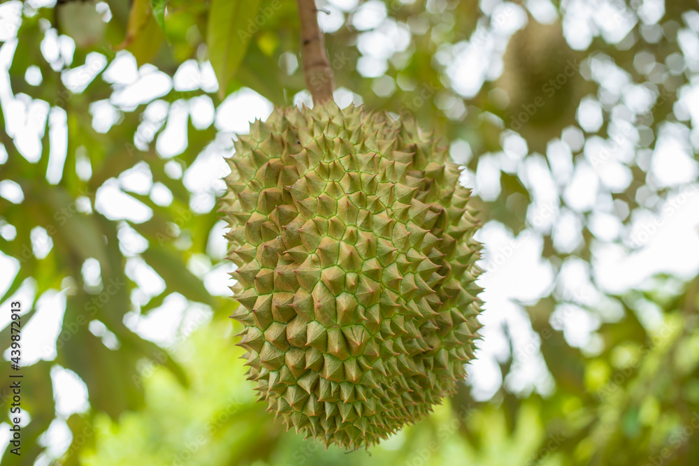 Durian fruit on a large number of durian trees Durian fruit on a large number of durian trees