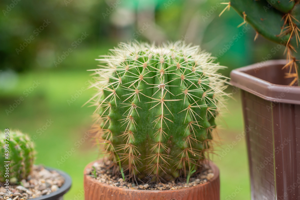 thorn cactus in a plant pot thorn cactus in a plant pot