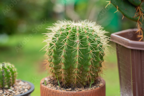 thorn cactus in a plant pot