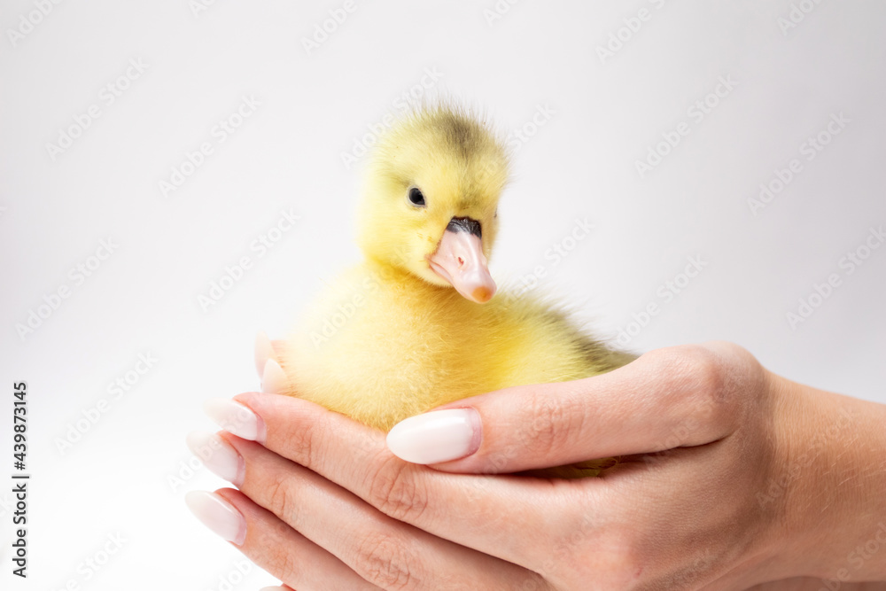 Young yellow Duckling in womans hands on white. Female hands with cute ducklings