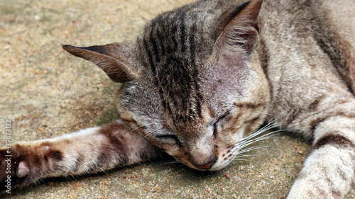 Extreme close up of a brown striped cat lying on the sand with its head on its right hand