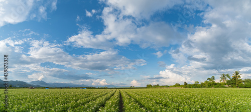 Panorama potato plantation with cloud and blue sky