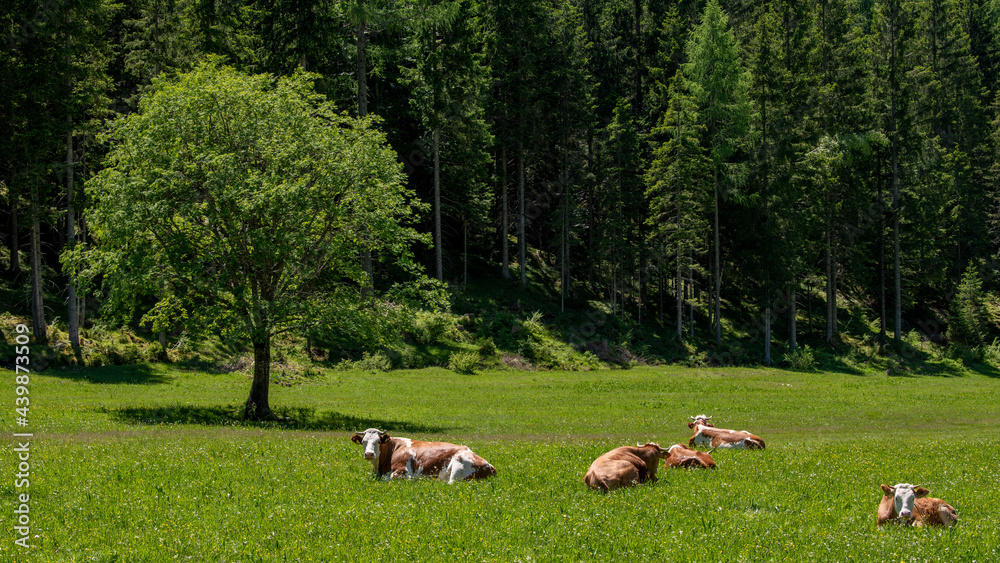 Ländliche Idylle - rotbraunes Fleckvieh (Rinder) liegt auf einer Sommerweide vor dem Waldrand in der Sonne und döst Ländliche Idylle - rotbraunes Fleckvieh (Rinder) liegt auf einer Sommerweide vor dem Waldrand in der Sonne und döst