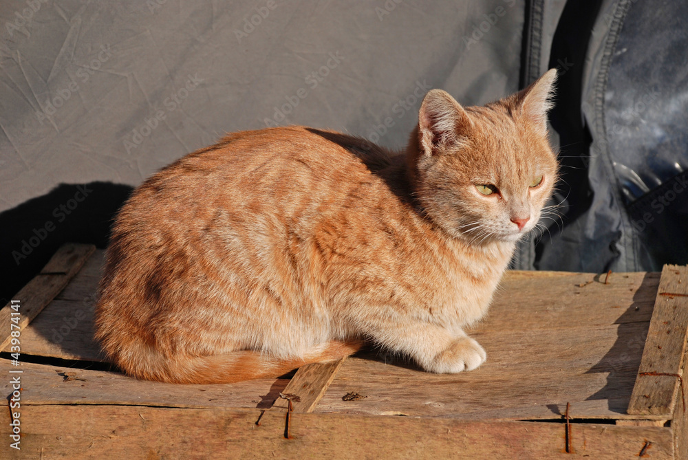 The a young ginger tabby kitten looks wistfully into the distance in northern Italy
