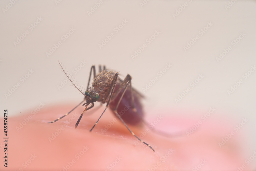 Aedes aegypti Mosquito. Close up a Mosquito sucking human blood, Aedes aegypti Mosquito. Close up a Mosquito sucking human blood,