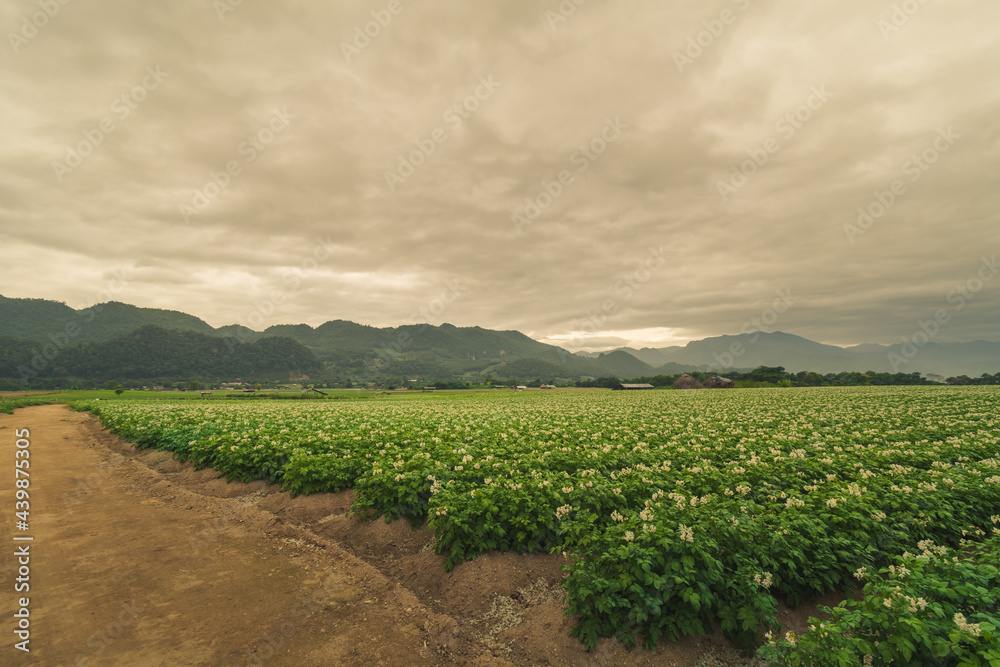 Potato plantation with cloud and blue sky