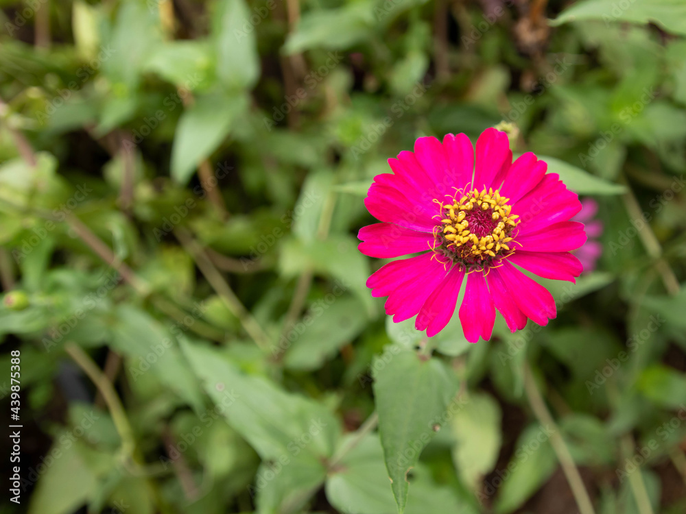 Obraz premium blurred picture of pink zinnia flowers and green leaves in the garden.