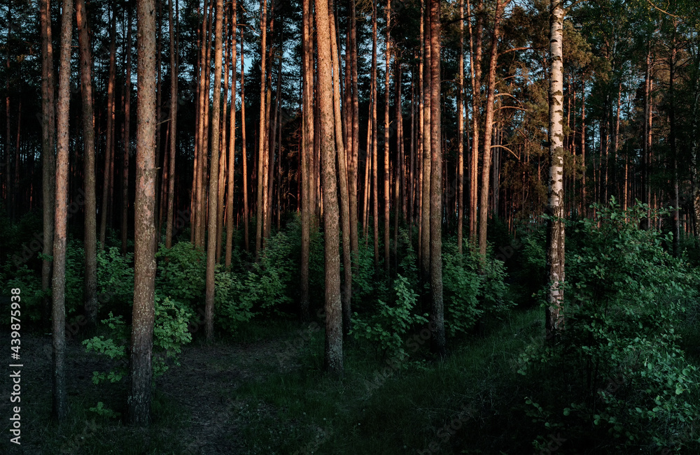 Obraz premium forest in the morning